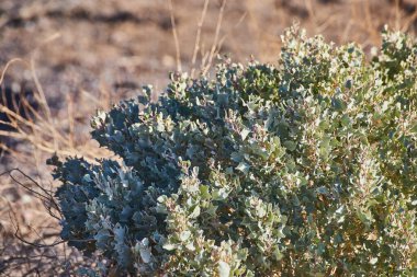 Yeşil çöl çalı resmi
