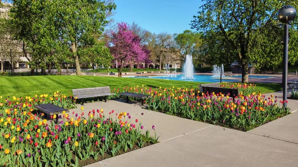 Obrázek Krásné Jarní Tulipánové Zahrady Městském Parku Fort Wayne Indiana — Stock fotografie
