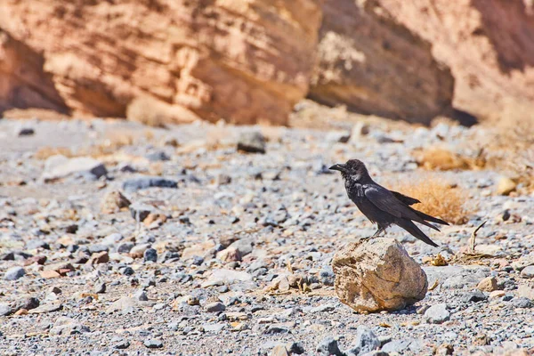 Образ Вороны Покоящейся Небольшой Скале Горах Пустыни — стоковое фото