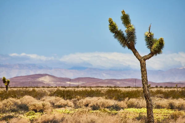 Image Large Joshua Tree Desert Cloudy Mountains Background — Stock Photo, Image