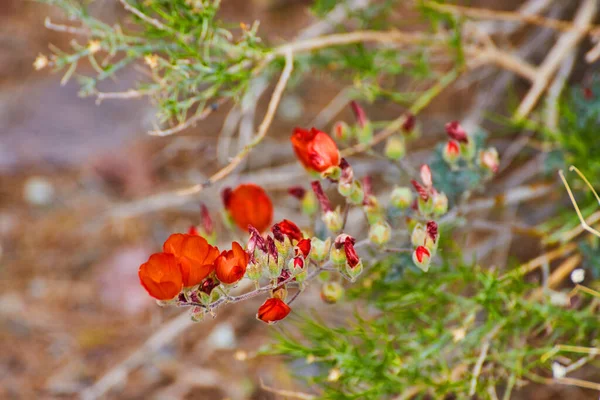红花复盖植物枝条细部图像 — 图库照片