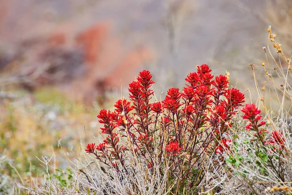 背景模糊的荒漠景观中红花的细节图像 — 图库照片