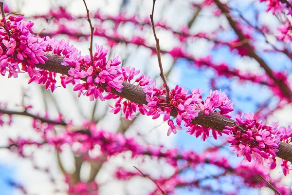 Bild Körsbärsträd Med Fantastiska Rosa Blommor Blommar Våren — Stockfoto