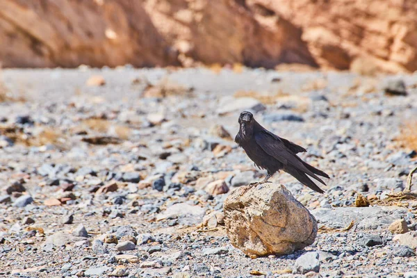 Изображение Ворона Главной Роли Одиноком Камне Пустыне — стоковое фото