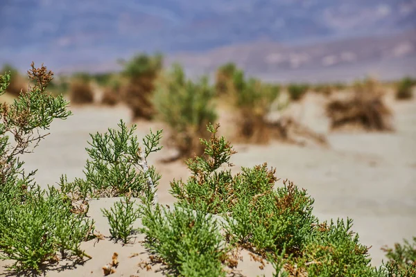 Image Detail Green Plant Sandy Desert Devils Cornfield — Stock Photo, Image