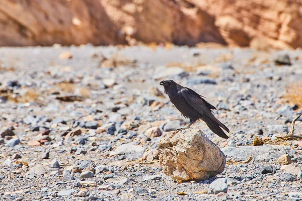 Изображение Ворона Сидящего Небольшой Скале Пустыне — стоковое фото