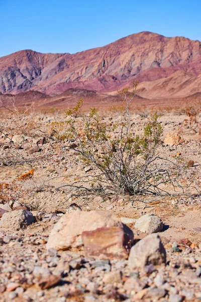Image Desert Shrub Surrounded Sand Rocks Mountains — Stock Photo, Image