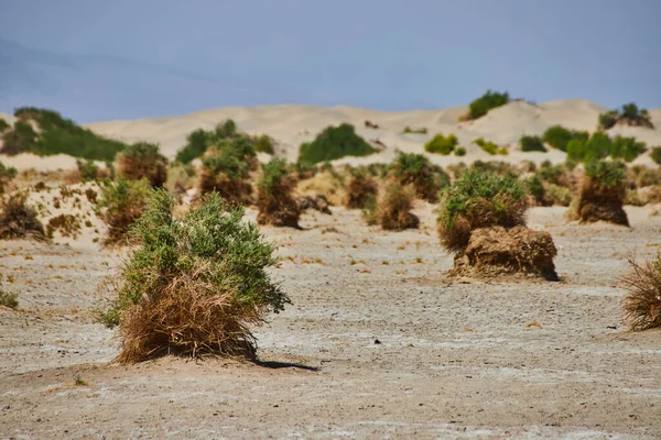 Immagine Devils Cornfield Nel Paesaggio Desertico Della Death Valley — Foto Stock