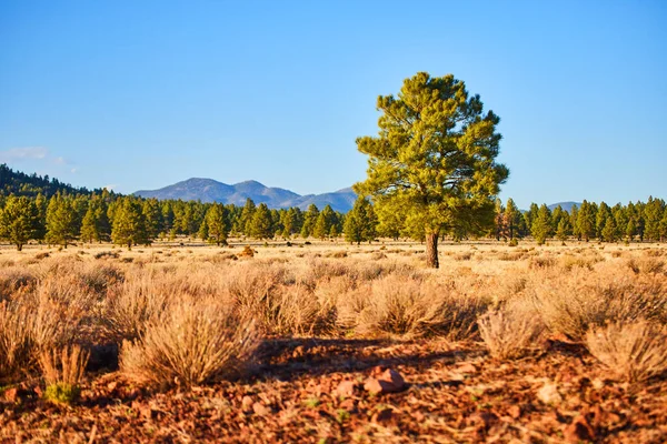 Immagine Arbusti Del Deserto Campo Con Pino Solitario Montagne — Foto Stock