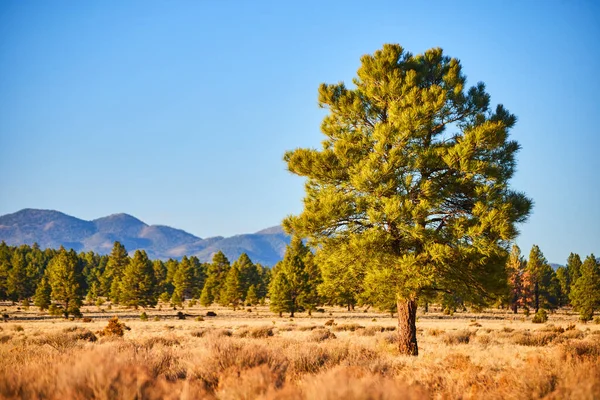 Изображение Кустарника Пустыни Одинокой Зеленой Сосной Горами Вдалеке — стоковое фото