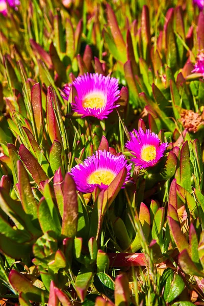 Obrázek Detail Pobřežních Rostlin Jarně Růžovými Žlutými Květy — Stock fotografie