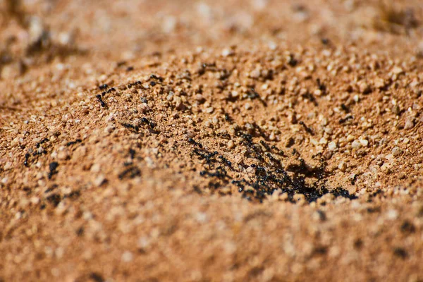 アリの巣のマクロのイメージアリの開口部から這い出て — ストック写真