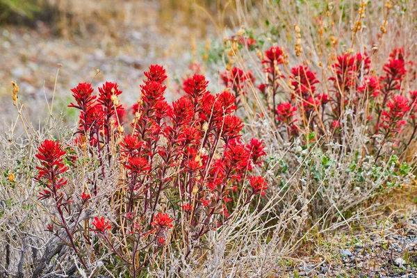 覆盖着红花的平原上的荒漠植物图像 — 图库照片