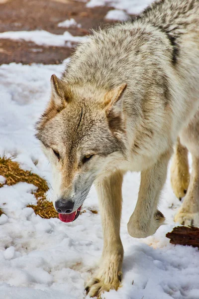 Imagem Detalhe Lobo Cinzento Ofegante Andando Neve — Fotografia de Stock