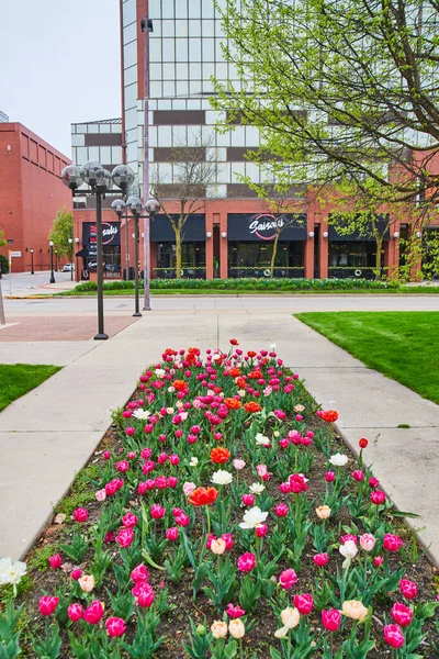 Image Indiana Spring Tulip Gardens Pink White Red — Stock Photo, Image