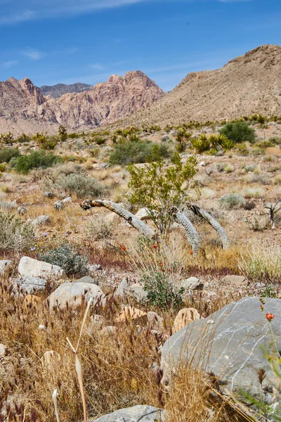 Image Desert Plants Rocks Leading Small Mountains Nevada — Stock Photo, Image