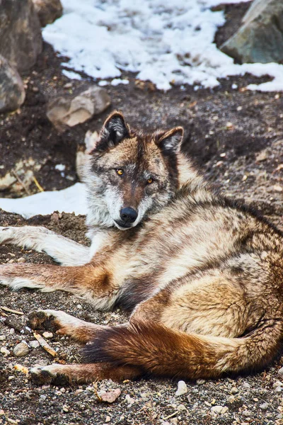 Imagem Detalhe Lobo Solitário Descansando Chão — Fotografia de Stock