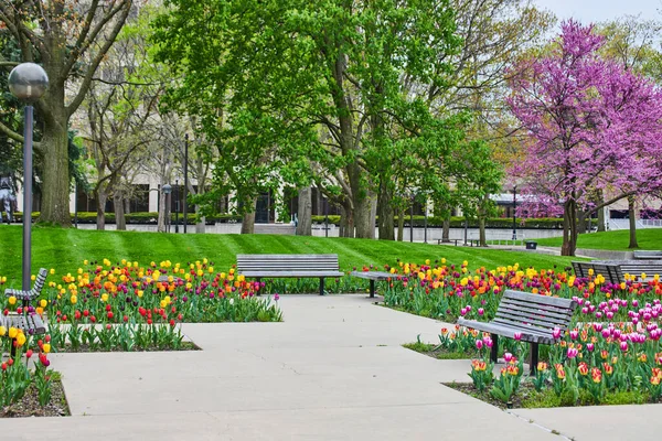 Obrázek Městského Parku Indiana Lavičkami Obklopenými Pestrou Jarní Tulipánovou Zahradou — Stock fotografie