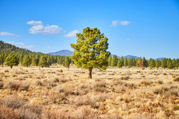 Arizona Baharındaki Çöl Manzarası Tek Bir Yeşil Çam Ağacına Odaklanmış — Stok fotoğraf