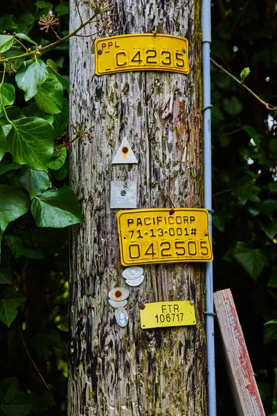 森林中加利福尼亚电话杆的详细图像 — 图库照片