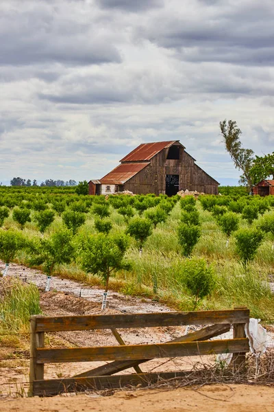 Imagem Cerca Torno Árvores Fruto Bebê Primavera Fazenda Com Celeiro — Fotografia de Stock