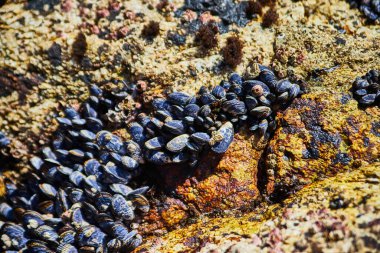 Yüzlerce midyeyle kaplanmış Kıyı Kayaları