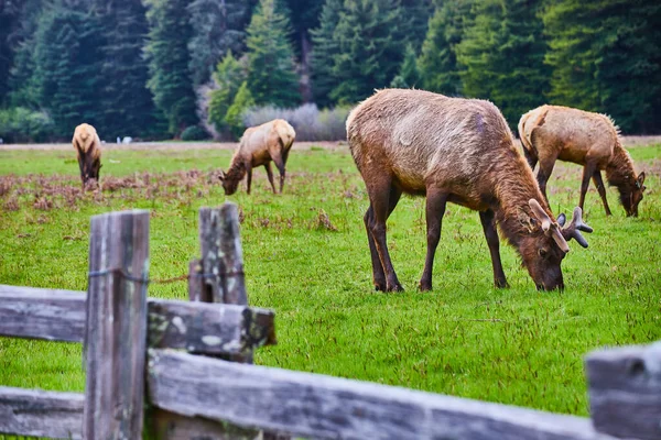 Image Herd Elk Grazing Field Fence Foreground — Stock Photo, Image
