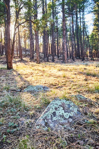 Kuva Focus Jäkälä Katettu Kallio Lepää Metsässä Mäntyjä — kuvapankkivalokuva