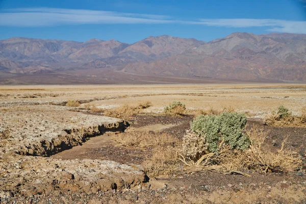 Image Desert Sandy Plains Lone Green Shrub Surrounded Mountains — Stock Photo, Image