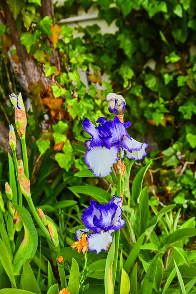 春花上可爱的紫色小花形象 — 图库照片