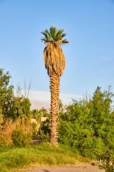 Image Detail Tall Palm Tree Desert Greenery — Stock Photo, Image