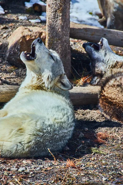Imagem Par Lobos Uivando Inverno — Fotografia de Stock