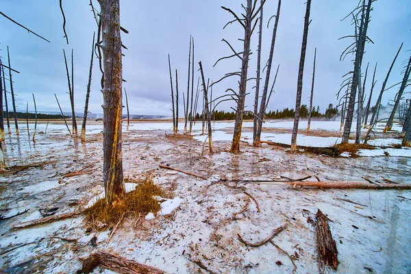 Image of Dead trees in snowy alkaline waters of Yellowstone