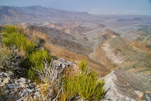 Image Desert Plants Spring View Death Valley High — Stock Photo, Image