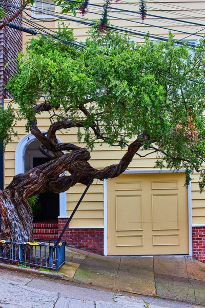 Imagen Casa Camino Empinado San Francisco Con Hermoso Árbol Puerta — Foto de Stock