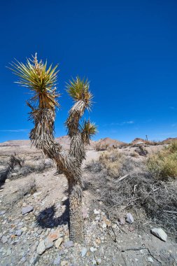 Joshua ağacının canlı mavi gökyüzü ile çöl manzarasının ortasındaki görüntüsü