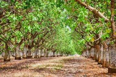 Badem Ağacı 'nın baharda çiftlik görüntüsü
