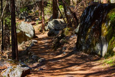 Yosunlu kayalarla çevrili ormanda yürüyüş izleri.