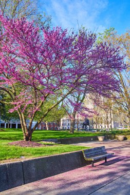 Düşmüş pembe taç yapraklarının görüntüsü çarpıcı bir bahar kiraz ağacıyla çevrili park bankının görüntüsü