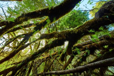 Tamamen yosunla kaplı ağaç dallarının görüntüsü