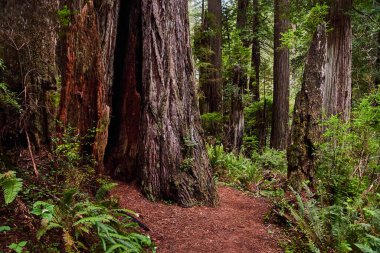 Kaliforniya 'daki antik Sekoya ağaçlarının arasından geçen yürüyüş yolunun resmi