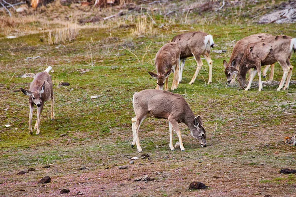 Image Grassy Hillside Grazing Deer — Stock Photo, Image