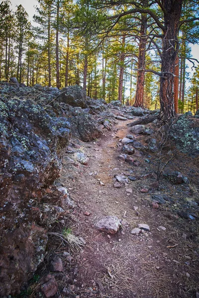 Image Dirt Walking Trail Pine Tree Forest — Stock Photo, Image