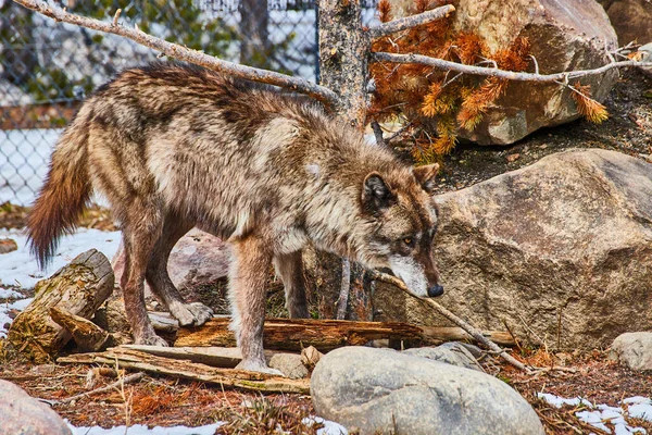 Imagem Lobo Escuro Explorando Rochas Redor Neve Área Cercada — Fotografia de Stock