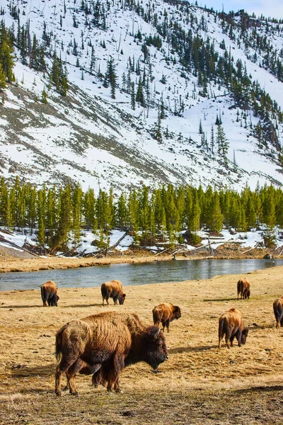 Bild Einer Bisonherde Die Über Das Feld Verstreut Ist Flüssen — Stockfoto