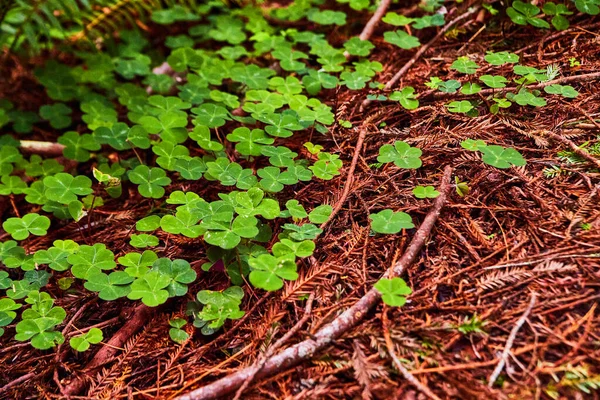 Bild Von Waldboden Bedeckt Mit Üppigen Kleeblättern Und Kiefernnadeln — Stockfoto