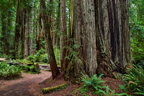 Zdjęcie Dużej Gromady Drzew Redwood Obok Szlaku Brudu — Zdjęcie stockowe
