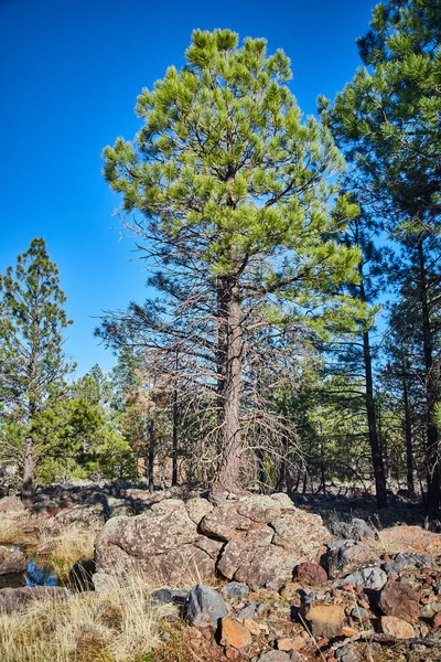 Imagen Focus Gran Pino Verde Sobre Roca Gigante Desierto —  Fotos de Stock