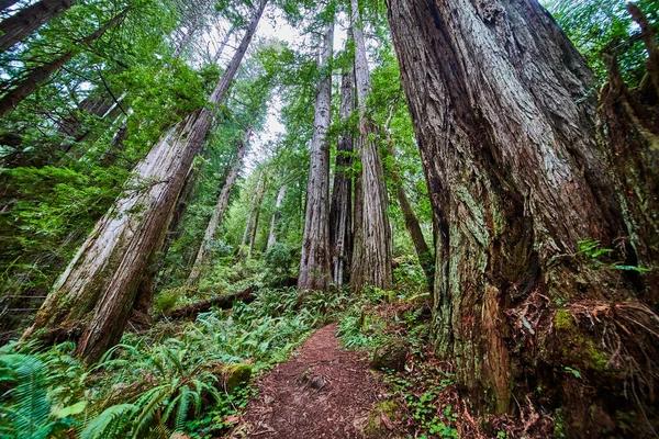 Obrázek Pěší Turistiky Lesem Redwoods Jaře — Stock fotografie