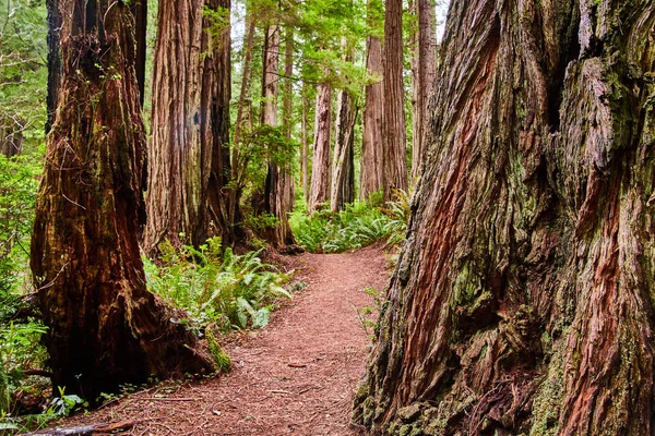 Obrázek Pěší Stezky Vinoucí Prastarým Pralesem Redwood Kalifornii — Stock fotografie